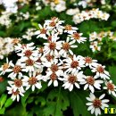 부지깽이 이미지