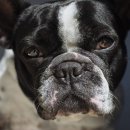 해운대 24시 동물의료원 이미지