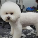 시저독 이미지
