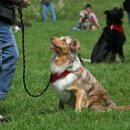 따라 애견학교 이미지