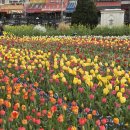매화랜드 | 에버랜드 튤립축제 평일 방문 후기 (+리버트레일, 하늘정원)