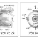 서금양