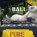 발리 루왁 커피 농장 방문 후기 가격 PURE LUWAK COFFEE