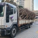 이팝나무 판매(업체) 및 무료(개인) 나눔 안내(수정본) 이미지