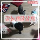 잘놀개잘살개 이미지