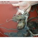 해남뻘낙지 이미지