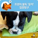 위드펫(with pet) 이미지