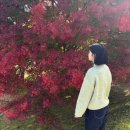 천년카페 | 경주 가을가볼만한곳 11월9일방문) 경주통일전 경북천년숲정원 / 경주 이상적카페 후기