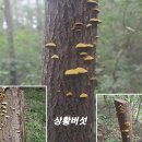 한국의 산삼과 상황버섯 티스토리