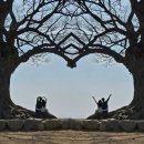 [감성스팟] 충남 부여 인생샷 명소 성흥산 사랑나무 후기🌳