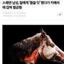 생각보다 심각한 동물 성학대(수간) 이미지