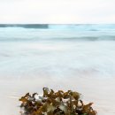 장인미역 이미지