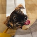 비어마이독 이미지