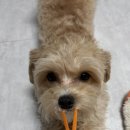 신음칼국수 | 매운 김치 맛집 추천 칼국수 밀키트 맛집 추천 : 구미 신음김치 &amp; 신음 칼국수 후기