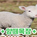 말루목장 이미지