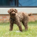 국립축산과학원 동물병원 이미지