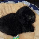 창원강아지분양 고양이분양 도그마루 이미지