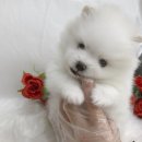 수원강아지분양 요기독 네이버블로그