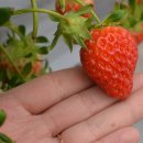 양평외갓집펜션 이미지