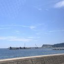 울릉벚꽃 이미지