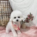 댕스베리 이미지