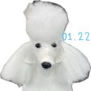 댕댕미용 이미지