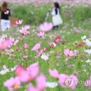 코스모스정수기 연합뉴스