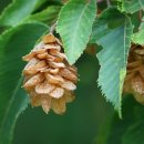 호프나라 이미지