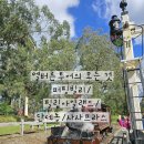 (주)토마스트래블 | 멜버른 투어 후기: 퍼핑빌리 증기기관차 & 필립아일랜드 펭귄 관람 꿀팁