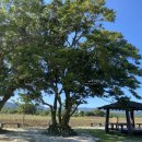 와흘메밀마을 이미지