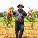 화산고구마 이미지