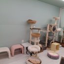 고양이 카페 여기 이미지