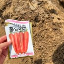 고랑 | 구리시 텃밭 도시농부 2편｜당근, 브로콜리 씨앗 심기 + 두둑, 고랑 만들기 현실 후기