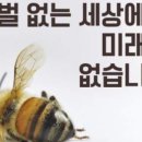 세계 곤충 개체수가 급감하는 이유 이미지