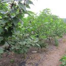 풍년슈퍼과일 이미지