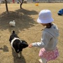 모동모동 | 상주 아이와 가볼만한곳 모동목장 재개장 후기, 먹이체험부터 양몰이 공연까지