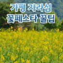 양지고을 | 가평 자라섬 꽃페스타 꿀팁 상세 주차 셔틀 꽃 개화율까지 미리다녀온 가평꽃축제