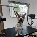 몽앤쥬 | 파주금촌 애견미용[몽앤쥬]