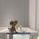 여수포펫 이미지