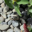 밥이랑 커피랑 | 알마리조트 4박, 조식 상세 후기, 매일 조금씩 바뀌는 메뉴들, 화이트커피 추천, 내돈내산