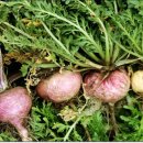 마카마카 카카오 검색결과