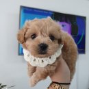 댕댕 일번가 이미지