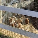 정원펜션 | [가평] 가을 막차타기 | 베고니아새정원 리버빌펜션 후기