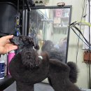 크러쉬 푸들 이미지