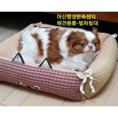 문화애견 이미지