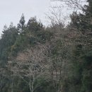 예래동 주민센터 밑 | 실시간 벚꽃 정보 서귀포 녹산로 유채꽃도로 예래동벚꽃터널 제주대학교 2026년 3월말 4월초 벚꽃 만개...