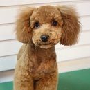 모찌애견샵 이미지