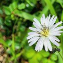 기내미재 이미지