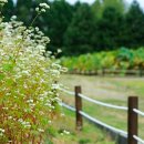 봉평메밀밭 이미지