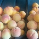 와룡농원 이미지